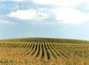corn field