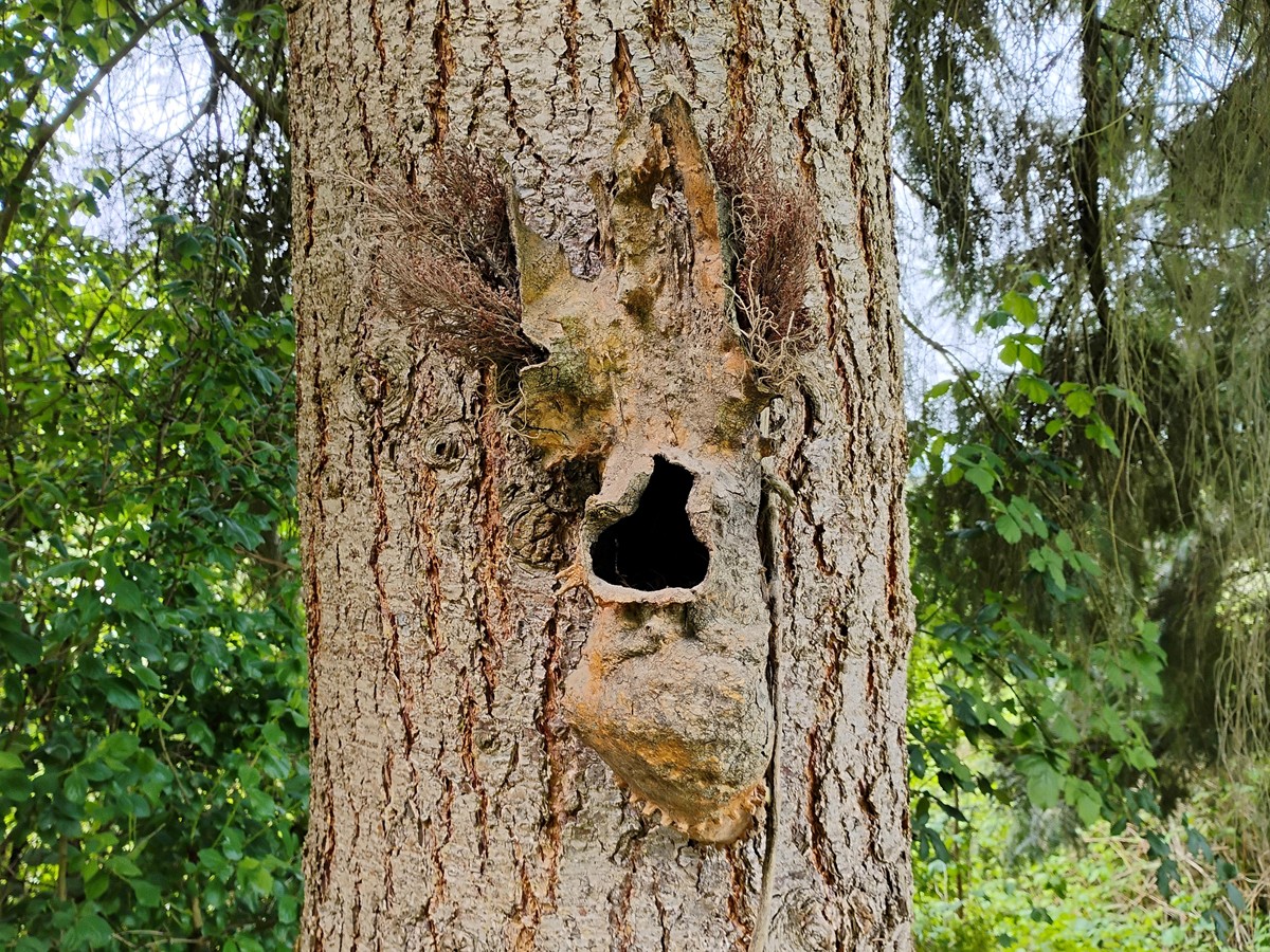 Roat's Nest